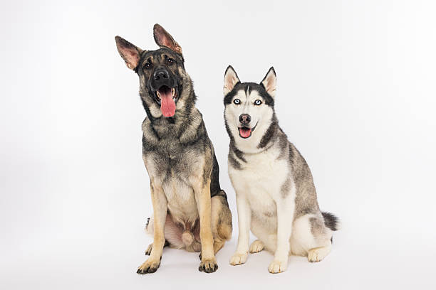 German Shepherd and Siberian Husky sitting side by side against white background, both alert and playful. Perfect for pet companionship, dog breed, or animal friendship themes.