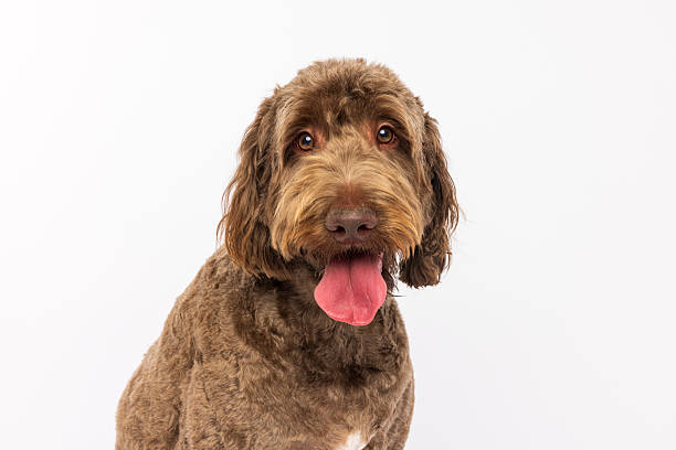 istock Happy Brown Labradoodle Dog with Tongue Out 2233152169