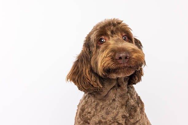 istock Adorable Brown Labradoodle Dog Looking Curious 2233152170