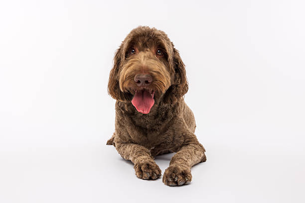 istock Happy Brown Labradoodle Dog Lying Down 2233152176