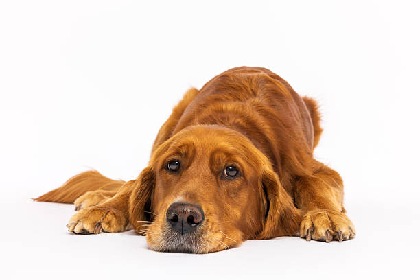 istock Relaxed Golden Retriever Lying Down 2233152182