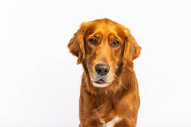 istock Golden Retriever Close-Up Portrait 2233152186