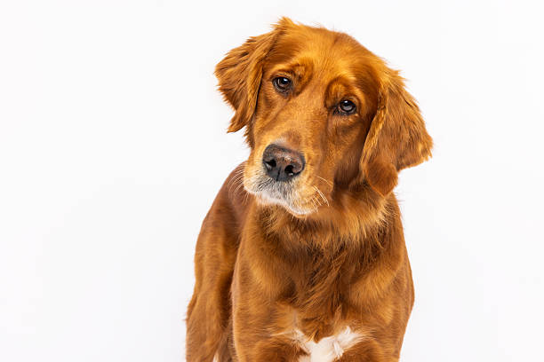 istock Golden Retriever with Head Tilt Pose 2233152188