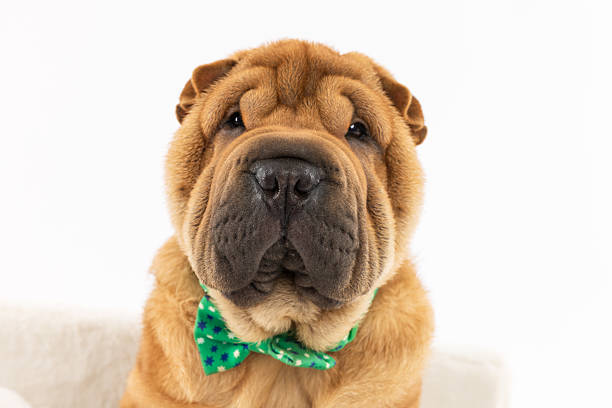 Adorable Shar Pei dog wearing a green bow tie, captured in a close-up portrait that highlights its wrinkled face, serious expression, and soft tan coat.