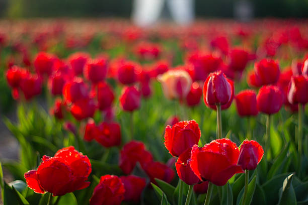 istock Vibrant Tulips Bloom Under the Warm Sun in a Sprawling Garden During Springtime 2233152655