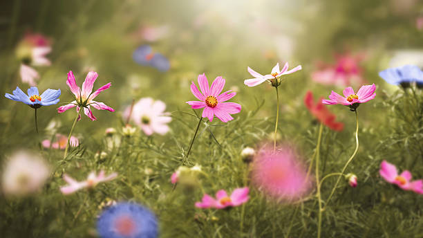 istock Blooming summer meadow with wild flowers 2233152694