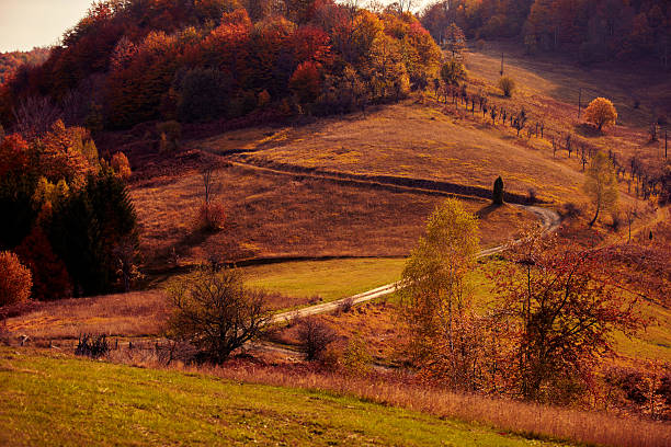 Autumn colored trees and countryside landscape scenery.