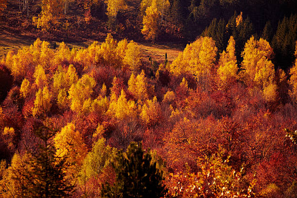 istock Autumn colored trees and countryside landscape scenery. 2233153025