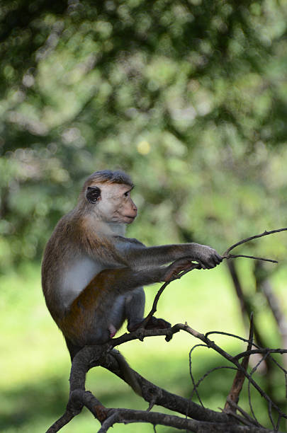 istock Borneo Macaque Resting on Tree Branch – Tropical Forest 2233153360