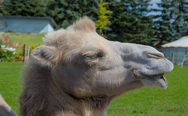 istock Funny face of a laughing camel 2233153593