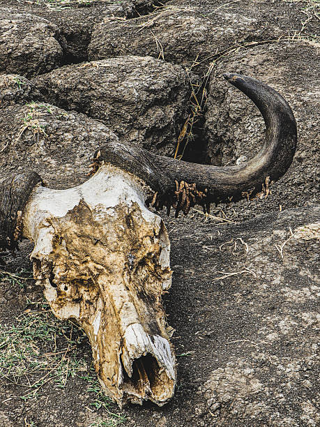 istock the skull of a buffalo devoured by lions 2233154695