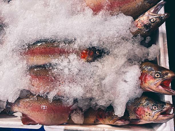 A Pile of Fresh Trout Fish Covered in Crushed Ice