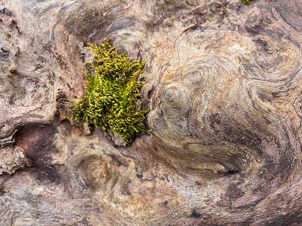 A Patch of Green Moss on a Gnarled Wood Surface
