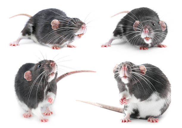 rats family in front of white background