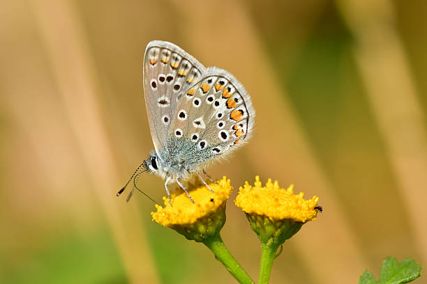 istock common blue, butterfly on a tansy flower 2233157854