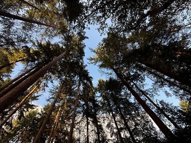 istock Beautiful trees against blue sky, bottom view 2233159715
