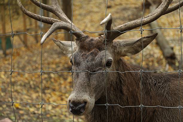 Beautiful deer outdoors, view through enclosure fence