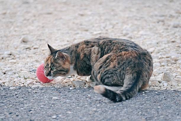 Cute tabby Cat playing with red Ball on the backyard.