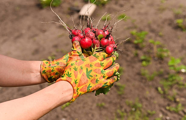 Spring's first radishes in the hands of a farmer. Their green tops still quiver from recent extraction from loamy earth. concept of ecological harvest radishes and sustainable agriculture