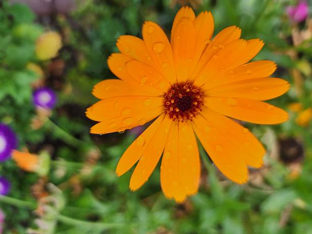 istock An orange flower in raindrops. 2233163990