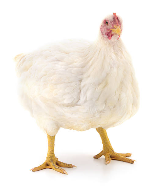 istock White broiler chicken isolated on white background 2233166727