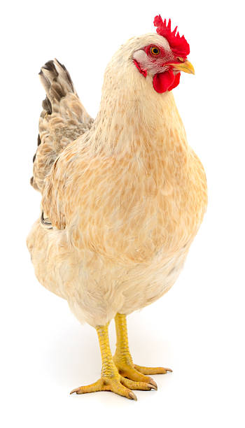 istock Light colored domestic chicken isolated on white background 2233166737