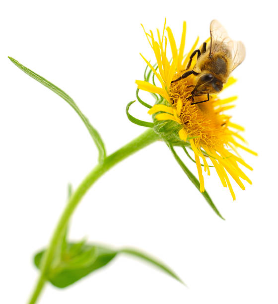 istock Honey bee on yellow flower isolated on white background 2233166742