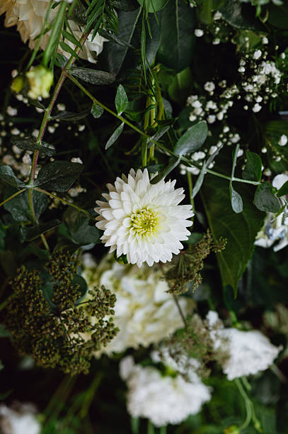 White aster flower background