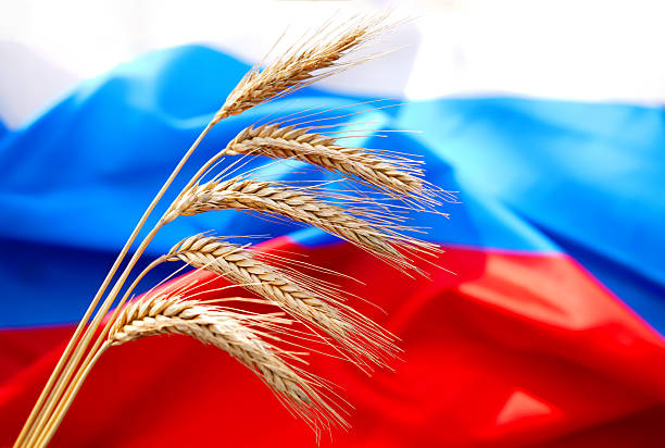 istock Wheat on Russian flag background. Wheat grain from Russian Federation. 2233167738
