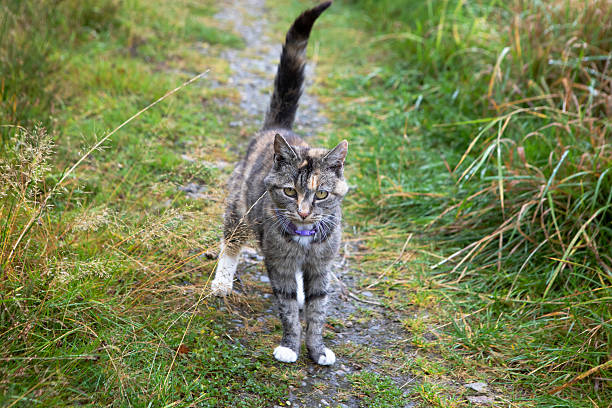 Domestic cat looking at the camera