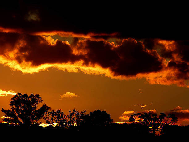 istock Sunset with clouds and silhouette of a tree 2233169788
