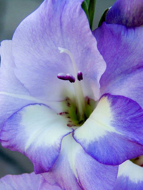 istock Beautiful flower in the garden 2233169791