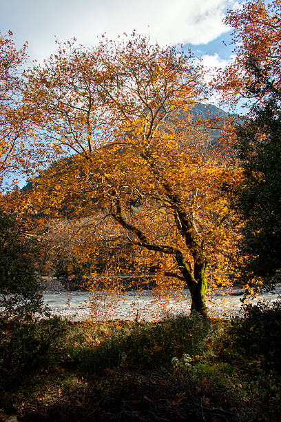 Autumn leaves in the forest. Cloudy day. Mountain landscape in Greece.