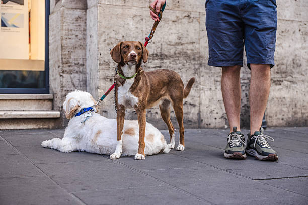 Two dogs on leashes with their owner in Rome, a brown Brittany Spaniel standing alert while a white Lagotto Romagnolo rests on the ground. High quality photo