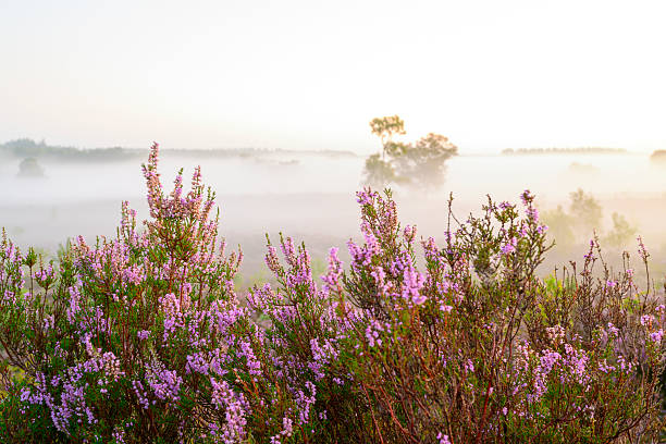 istock Sunrise over a heather landscape 2233171203