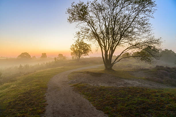Sunrise over the blossoming common heather plants (Calluna vulgaris) in the Veluwe nature reserve at the Renderklippen heathland landscape in Gelderland, The Netherlands during sunrise. There is mist rising up from the moist ground at the start of this beautiful warm summer day.