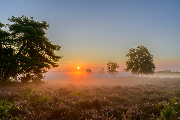 istock Sunrise over a heather landscape 2233171296