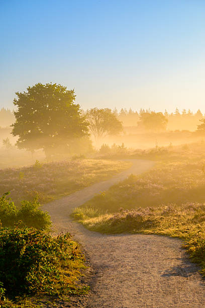 istock Path in a heather landscape during sunrise 2233171379