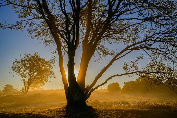 Sunrise over the blossoming common heather plants (Calluna vulgaris) in the Veluwe nature reserve at the Renderklippen heathland landscape in Gelderland, The Netherlands during sunrise. There is mist rising up from the moist ground at the start of this beautiful warm summer day.