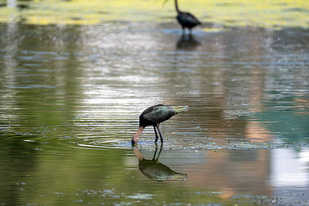 Cormorant Hunting and poised to dive