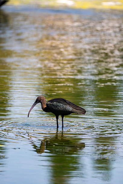 istock Cormorant Hunting and poised to dive 2233173423