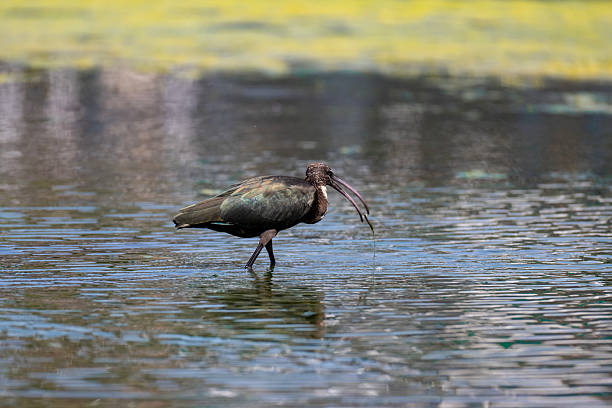 Cormorant Hunting and poised to dive