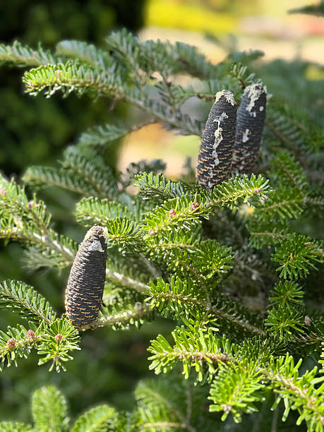 Image of pine cones on abies fir tree branches with evergreen conifer needles in rockery garden, ornamental landscaping