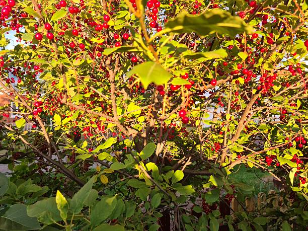 red cherry blossoms, evening sunlight, golden hour, flowering branch, nature photography, warm glow, botanical close-up, seasonal beauty, delicate petals, tree branch, sunset illumination, vibrant colors, serene atmosphere, outdoor scenery, floral artistry, natural backdrop, horticultural beauty, peaceful moment, garden details, high-resolution photo, spring blossoms, twilight magic, color contrast, ornamental tree, poetic nature, seasonal change, aesthetic composition, romantic setting, backyard garden, floral photography.