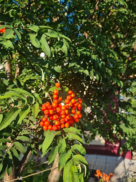 rowan berries, mountain ash tree, red berries cluster, autumn sunlight, sunlit branches, seasonal harvest, vibrant berries, tree fruit, wildlife food source, botanical close-up, orange-red berries, natural jewelry, fall foliage, garden tree, berry-laden branch, vitamin-rich fruit, bird attraction, seasonal change, organic growth, countryside tree, poetic nature, high-resolution photo, autumn palette, glowing berries, natural decoration, traditional remedies, woodland berries, crisp air, harvest time, nostalgic autumn.