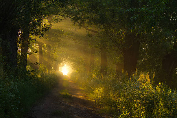 Forest road at sunrise, beautiful fairy-tale scenery