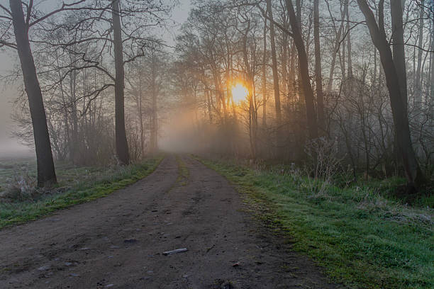 Forest road at sunrise, beautiful fairy-tale scenery