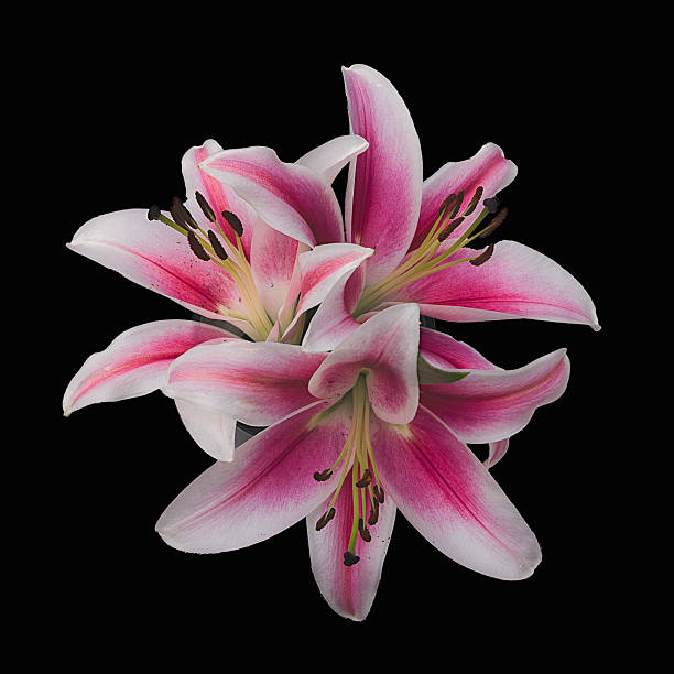 70 shot focus stacked image of some Oriental Lilies on the dining table at home.