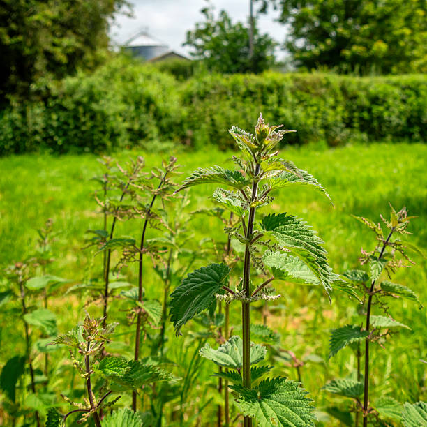 A clump of stinging nettles growing in a country churchyard.