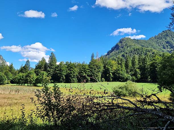 istock Nature in Ruhpolding 2233186616
